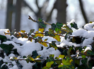 Bluszcz pospolity zimą pod śniegiem, liście bluszczu pod śniegiem, bluszcz w śniegu, Hedera...