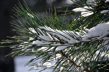 gałąź sosny zimą pod śniegiem, sosna zimą na tle niebieskiego nieba, pine branch in winter, close-up of a snow-covered pine branch, Closeup of pine branch adorned snow - obrazy, fototapety, plakaty