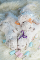 Bichon Frise puppy