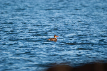 Red Breasted Merganser on the ocean
