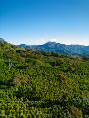 Fototapeta premium Organic coffee farm in the mountains of Panama, Chiriqui highlands - stock photo