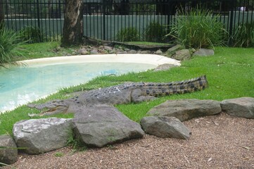A big crocodile on green grass near a pool