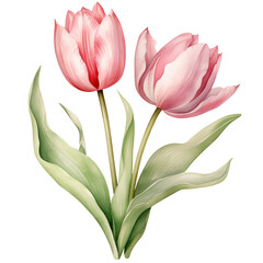 Naklejka premium Two Watercolor pink tulips. Vibrant floral arrangement isolated botanical illustration. Blossom tulip flowers design.