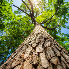 A hardwood tree in the greenery forest environment was cut on it branch.