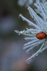 drops on a leaf
