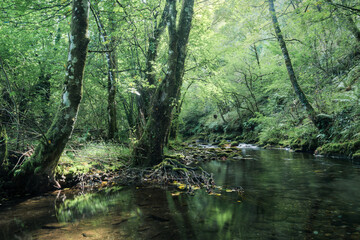 Fototapeta na wymiar Green and calm atmosphere on a summer morning in a river with calm waters