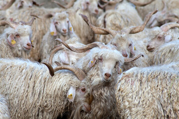Close-up portrait of white Angora goats with curly mohair fleece inside a livestock farm. © ehasdemir