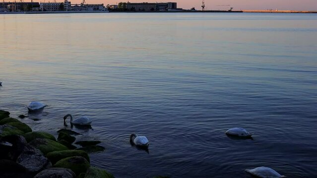 Beautiful white swans at the sunrise  in Gdynia, Poland