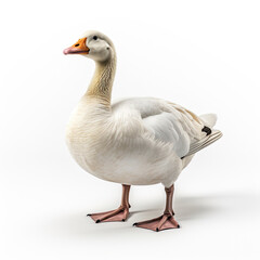 Whole body of white goose swan isolated on white background created with Generative AI Technology