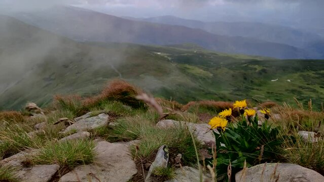 Wild flowers on the Hoverla mountains in Ukrainian Carpathians in stormy weather