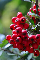 red berries on a bush