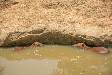 Fototapeta premium The capybara (Hydrochoerus hydrochaeris) swimming in the mud water with aquatic plants
