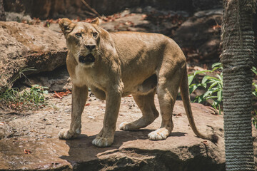 The lioness is coming. The lioness is a strong and beautiful animal, demonstrates emotions.