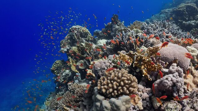 Reef Covered by small coral red anthias in the Red Sea in Egypt