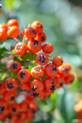 red and yellow berries