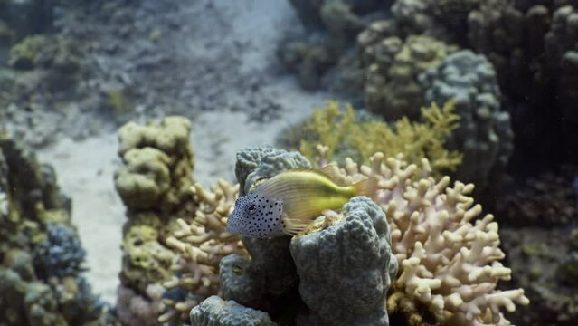 Forster's Hawkfish over of the Coral Reef in the Maldivian Archipelago in the Indian Ocean