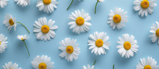 Blue spring background with camomile. 