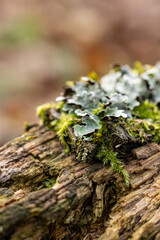 Moos im Wald