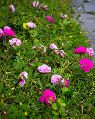 Rose purslane or rose moss (Portulaca grandiflora) is an ornamental plant. This plant is also called the nine o'clock flower because the flowers generally bloom at nine in the morning.