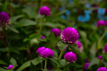 The knob flower is a species of flowering plant in the genus Gomphrena; This plant is an annual herb, and is generally used as an ornamental plant and can be used as flower tea.