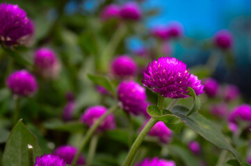 The knob flower is a species of flowering plant in the genus Gomphrena; This plant is an annual herb, and is generally used as an ornamental plant and can be used as flower tea.