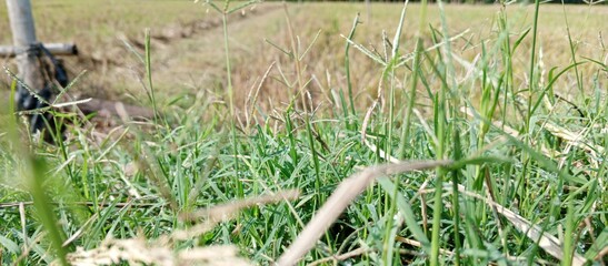 grass in the field