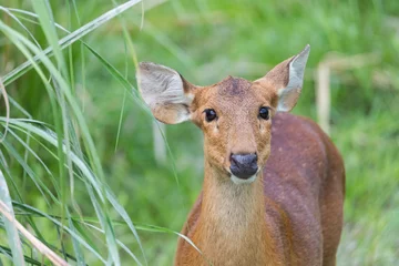Fototapeten Hog deer in the forest of Kaziranga National Park in Assam © Rahul