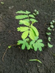 plant in the ground mimosa pudica