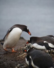 Fototapeta premium Antarctica