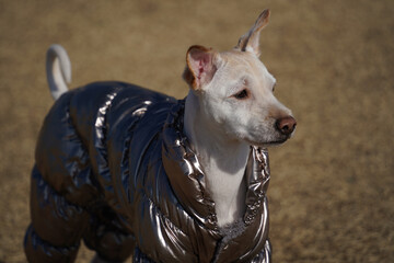 Close-up of face of short-haired white dog wearing winter jacket