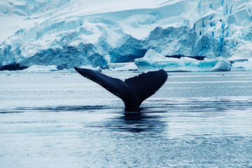 Antarctica