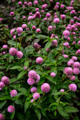 Knob flower (Gomphrena globosa), this plant is an annual herb, and is generally used as an ornamental plant and can be used as flower tea.