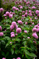 Knob flower (Gomphrena globosa), this plant is an annual herb, and is generally used as an ornamental plant and can be used as flower tea.