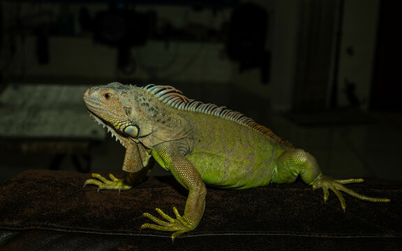 green iguana on a dark background indoors