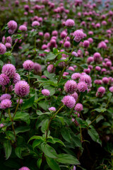 Knob flower (Gomphrena globosa), this plant is an annual herb, and is generally used as an ornamental plant and can be used as flower tea.