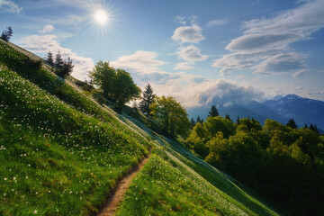 Blossom of white daffodil flowers on Golica, Slovenia, Karavanke mountains. Amazing nature, spring landscape with flowering slope, stunning alpine peaks and clouds, outdoor travel background