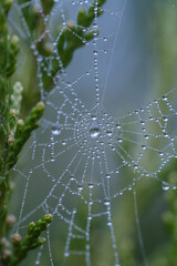 spider web with dew drops