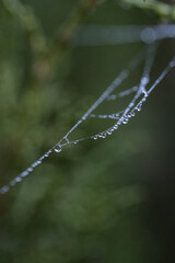 dew on the web