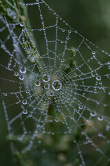 spider web with dew drops