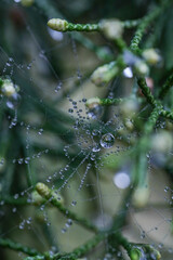 spider web with dew drops