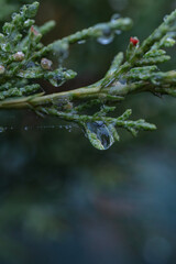 drops of dew on a leaf