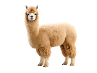 Adorable Alpaca, isolated on a transparent or white background