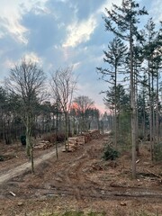 Stacks of logs in forest.