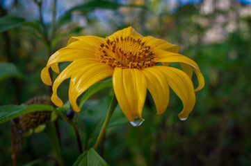 Helianthus is a genus comprising about 70 species of annual and perennial flowering plants in the...