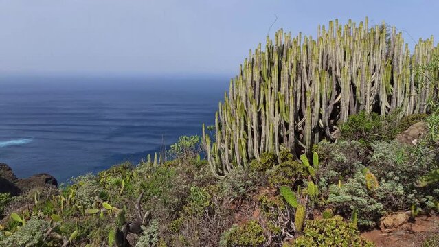Beautiful cactuses and Atlantic Ocean in Tenerife , Spain
