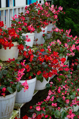 Begonia is a genus in the flowering plant family Begoniaceae. Most of these plants have white, red and pink flowers.