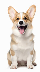 Welsh Corgi Pembroke in front of a white background