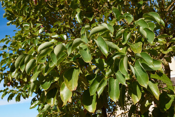 Cinnamomum camphora tree
