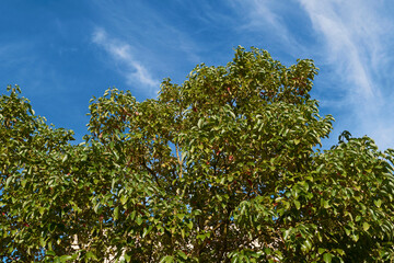 Cinnamomum camphora tree
