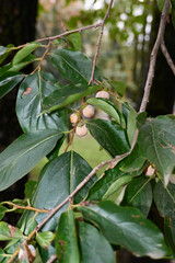 Diospyros lotus tree